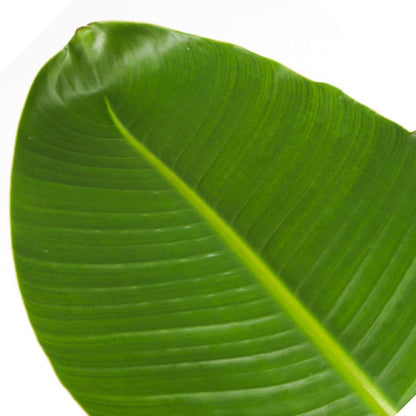 Strelitzia Nicolai - Paradijsvogelbloem