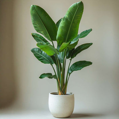 Strelitzia Nicolai - Set van 2