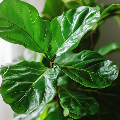 Ficus Lyrata - Vioolbladplant