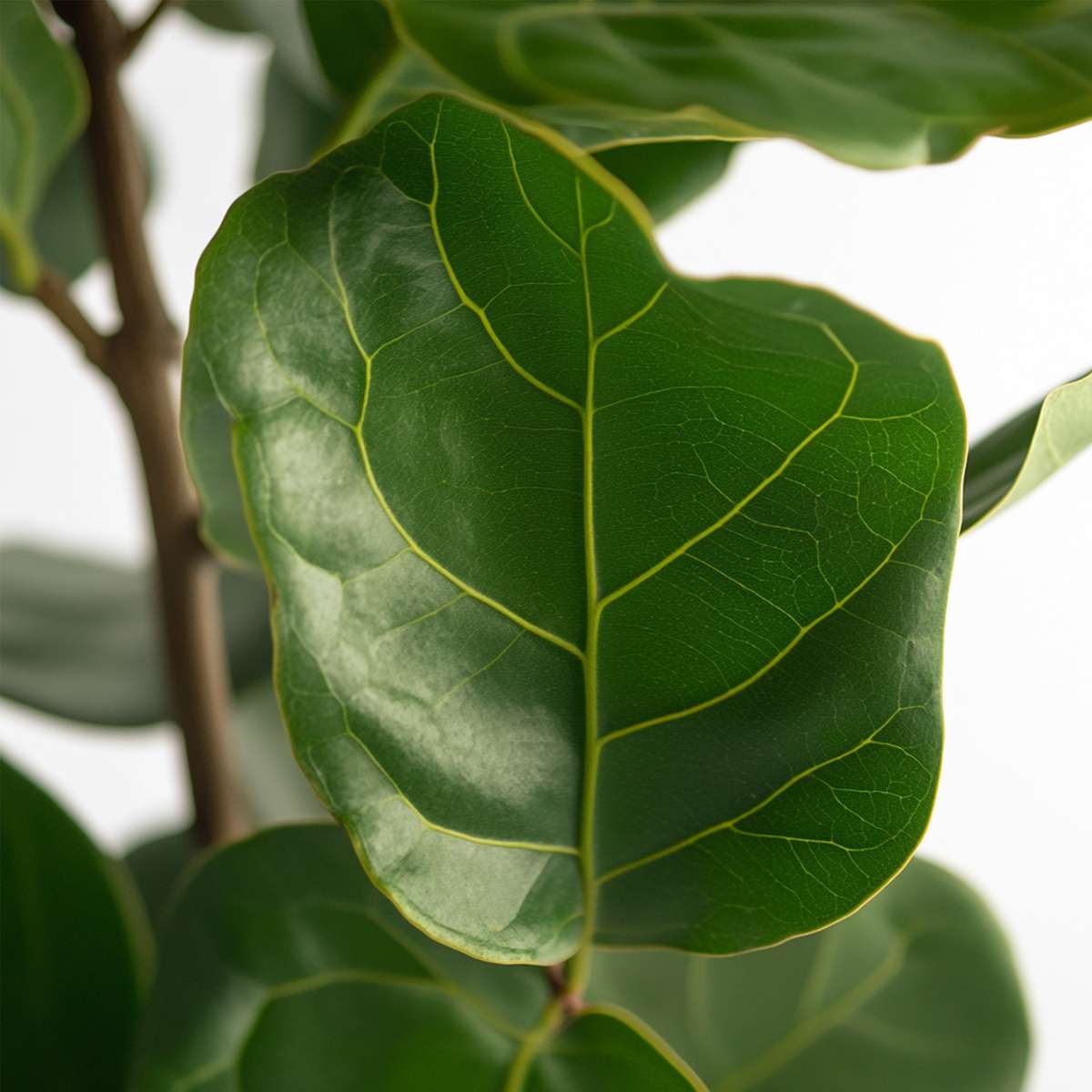 Ficus Lyrata - Vioolbladplant