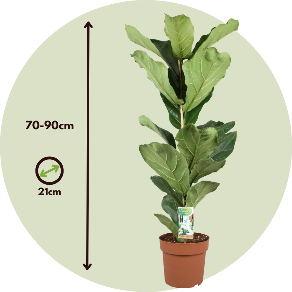 Ficus Lyrata - Vioolbladplant