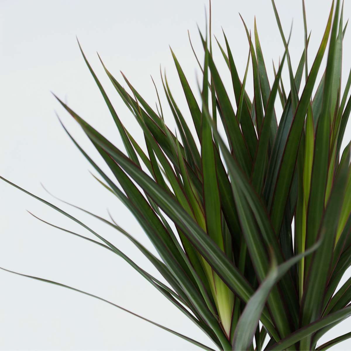 Dracaena marginata - Drakenbloedboom
