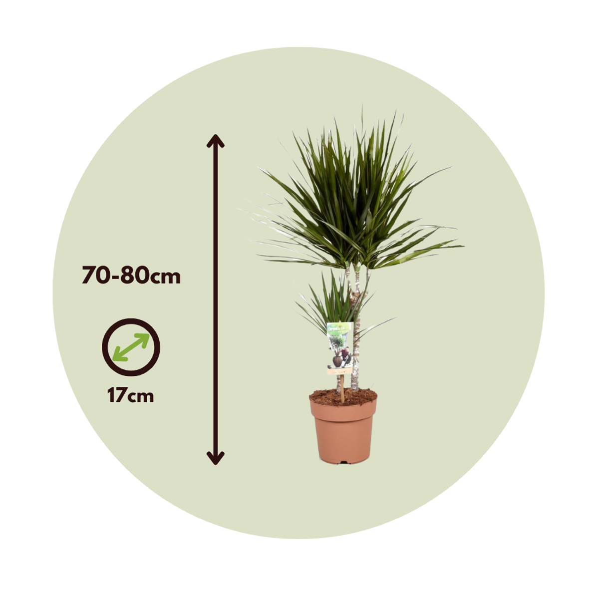 Dracaena marginata - Set van 2 - Drakenbloedboom