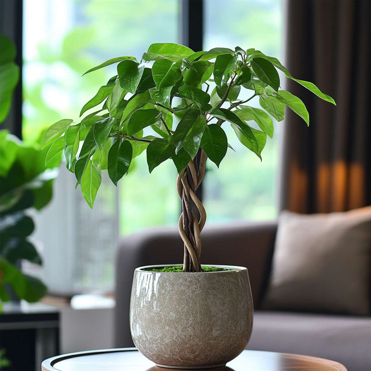 Pachira aquatica 'Geldboom'