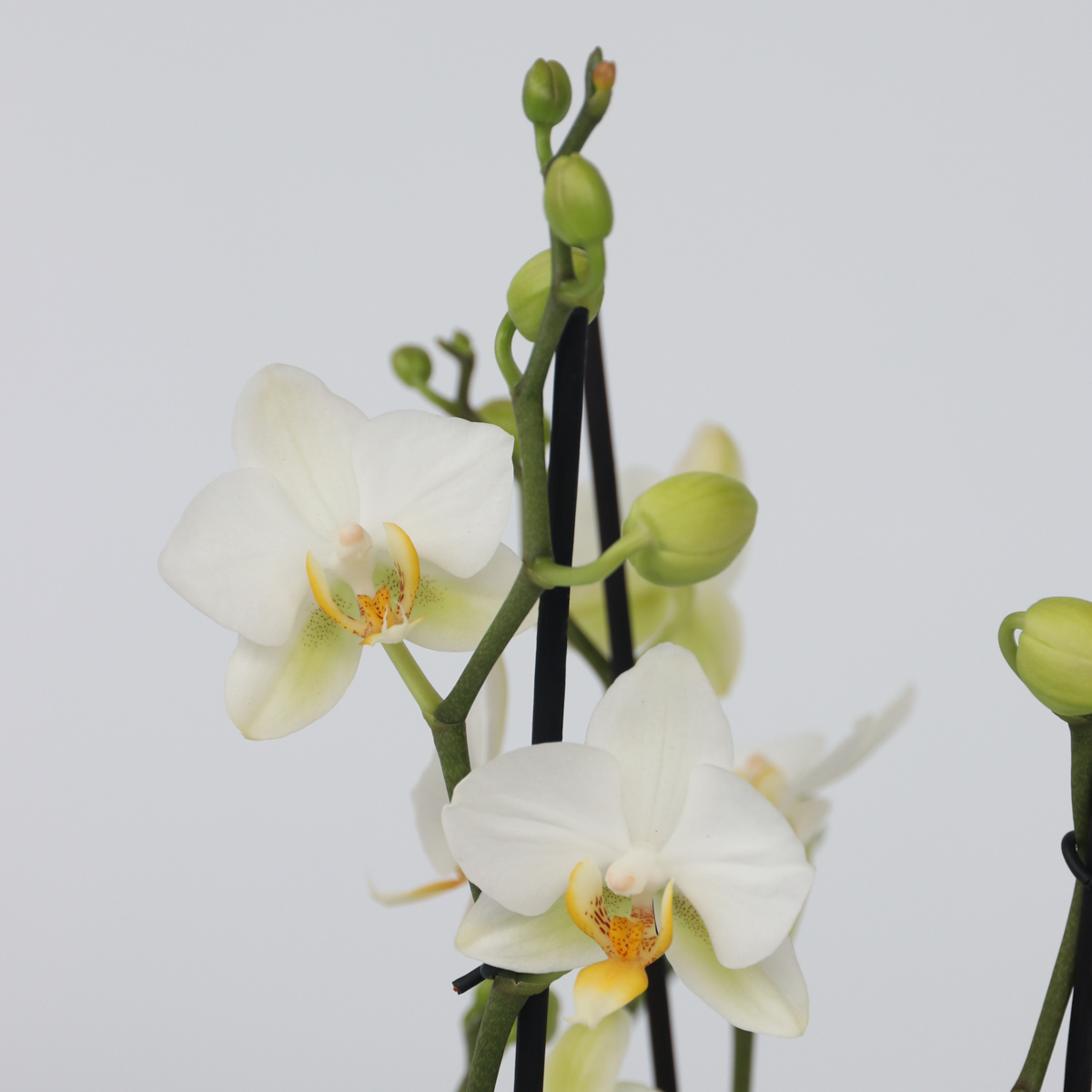 Phalaenopsis Multiflora - Orchidee Wit