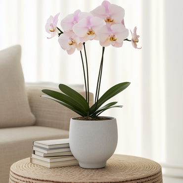 Phalaenopsis - Orchidee Roze