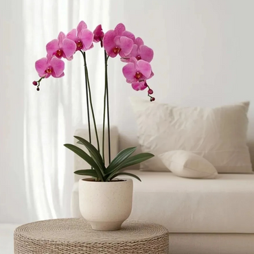 Phalaenopsis - Orchidee Paars