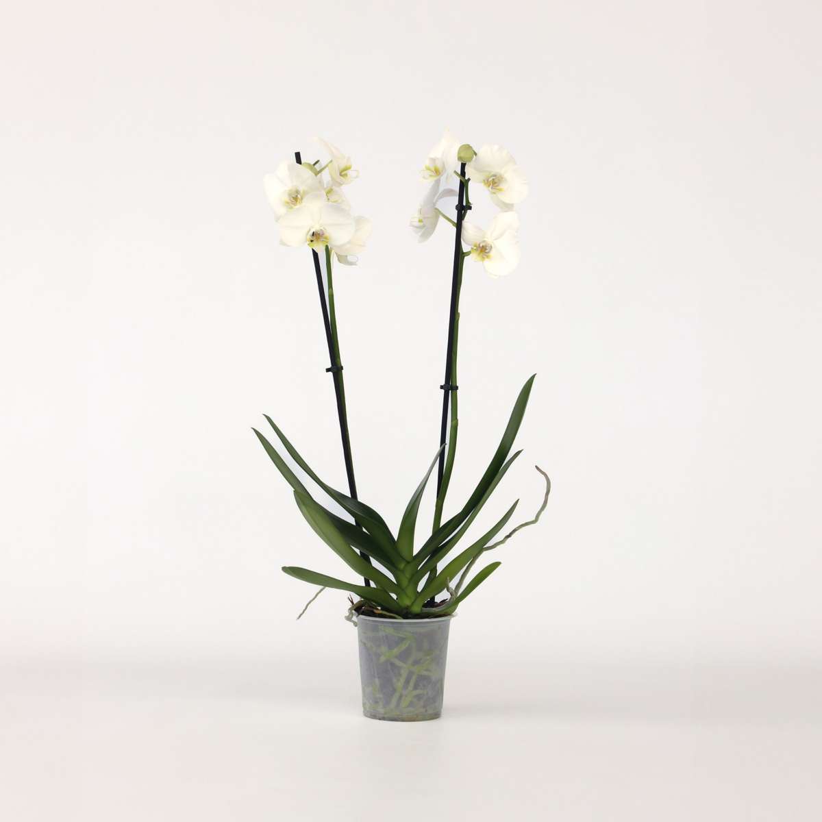 Phalaenopsis - Orchidee Wit