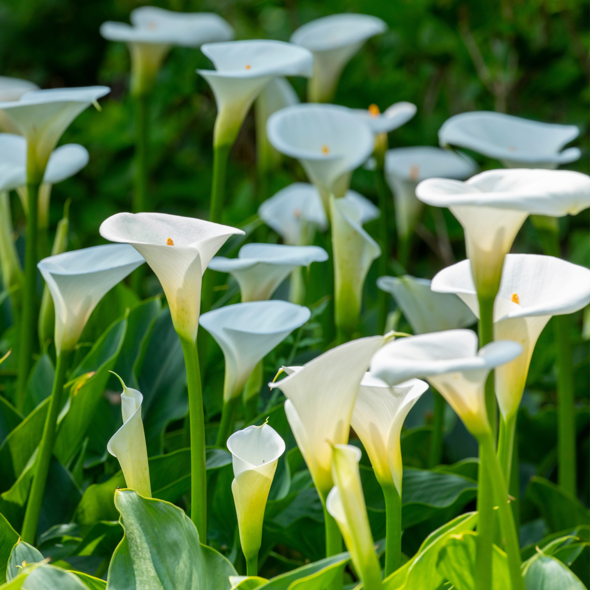 Calla 'Ruby' - Aronskelk - Wit