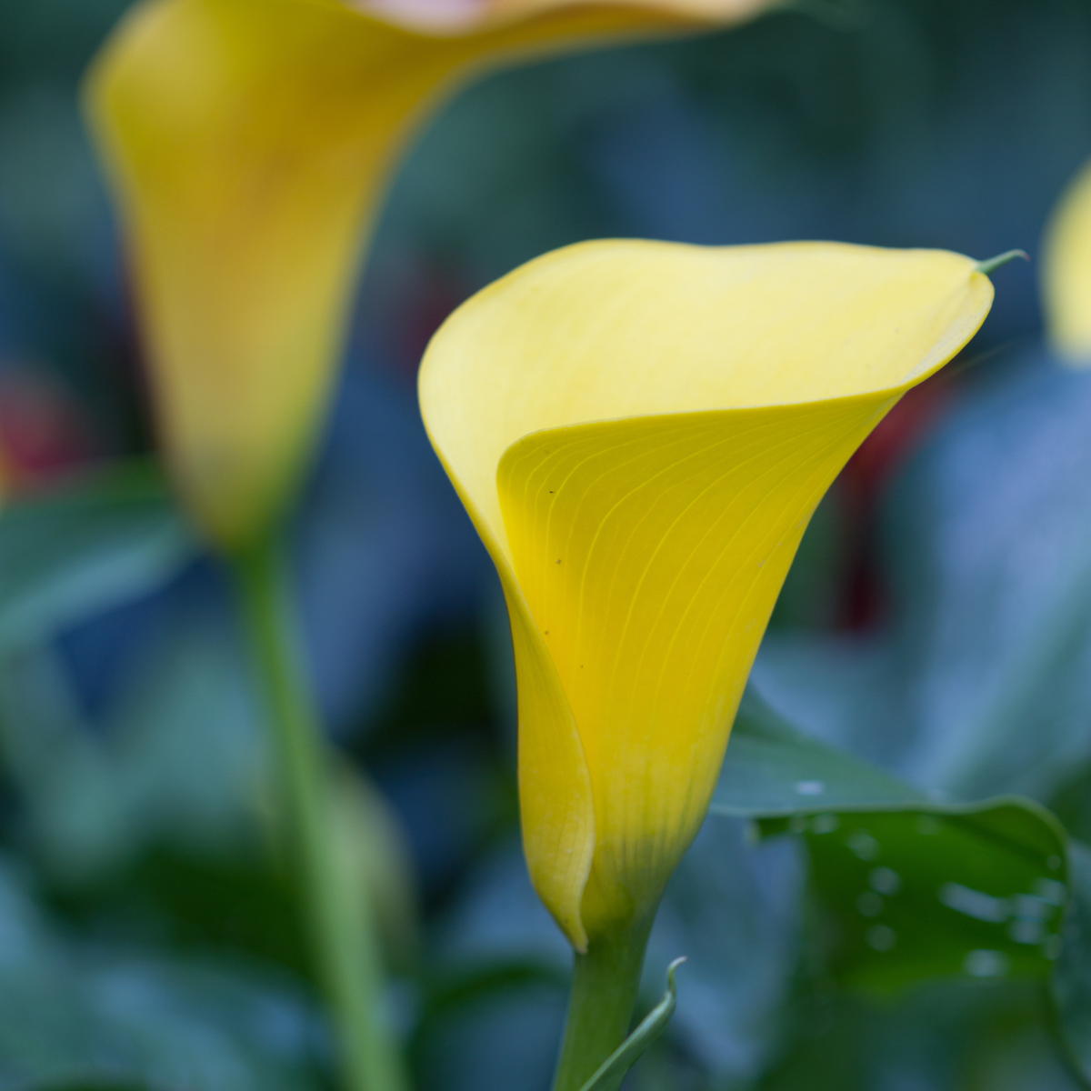 Calla 'Zara' - Aronskelk - Geel