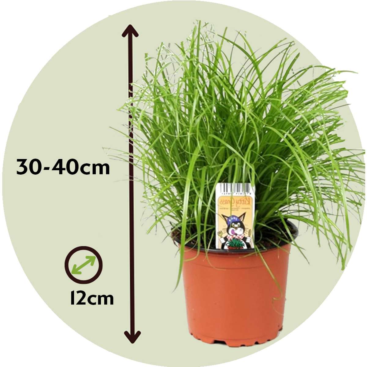 Cyperus - Set van 6 - Kattengras