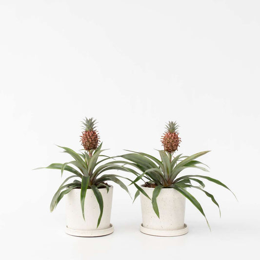 Ananasplant 'Mi Amigo' - Set van 2