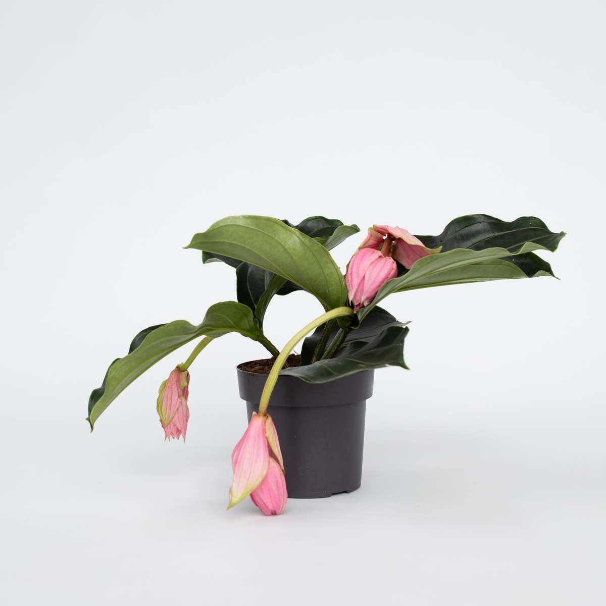 Medinilla Magnifica - Trosbloem