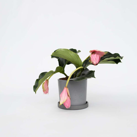 Medinilla Magnifica - Trosbloem