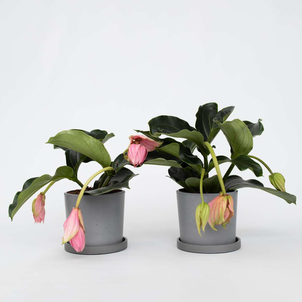 Medinilla Magnifica - 2 stuks - Trosbloem