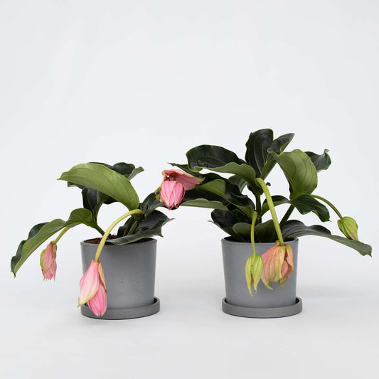 Medinilla Magnifica - 2 stuks - Trosbloem
