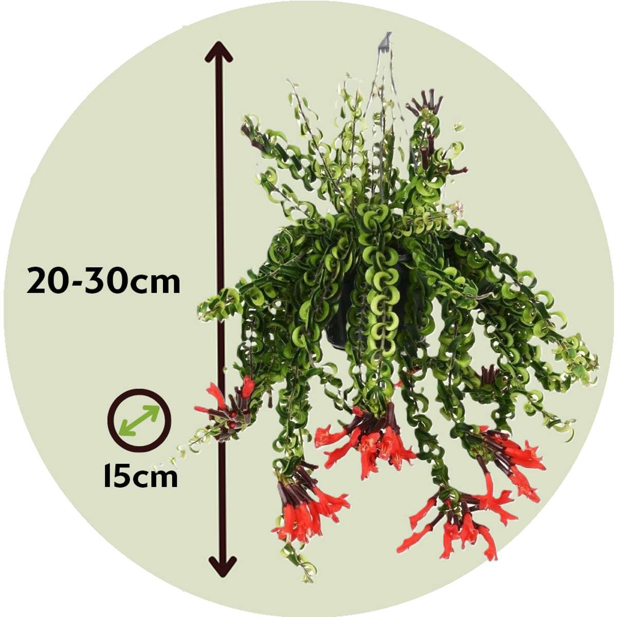 Aeschynantus Twister - Lippenstiftplant - Hangplant