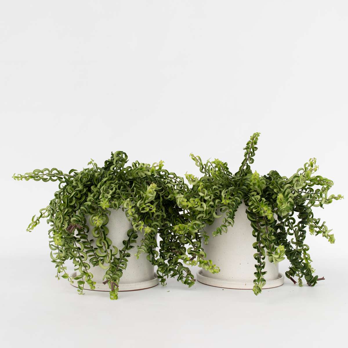 Aeschynantus Twister - Set van 2 - Lippenstiftplant