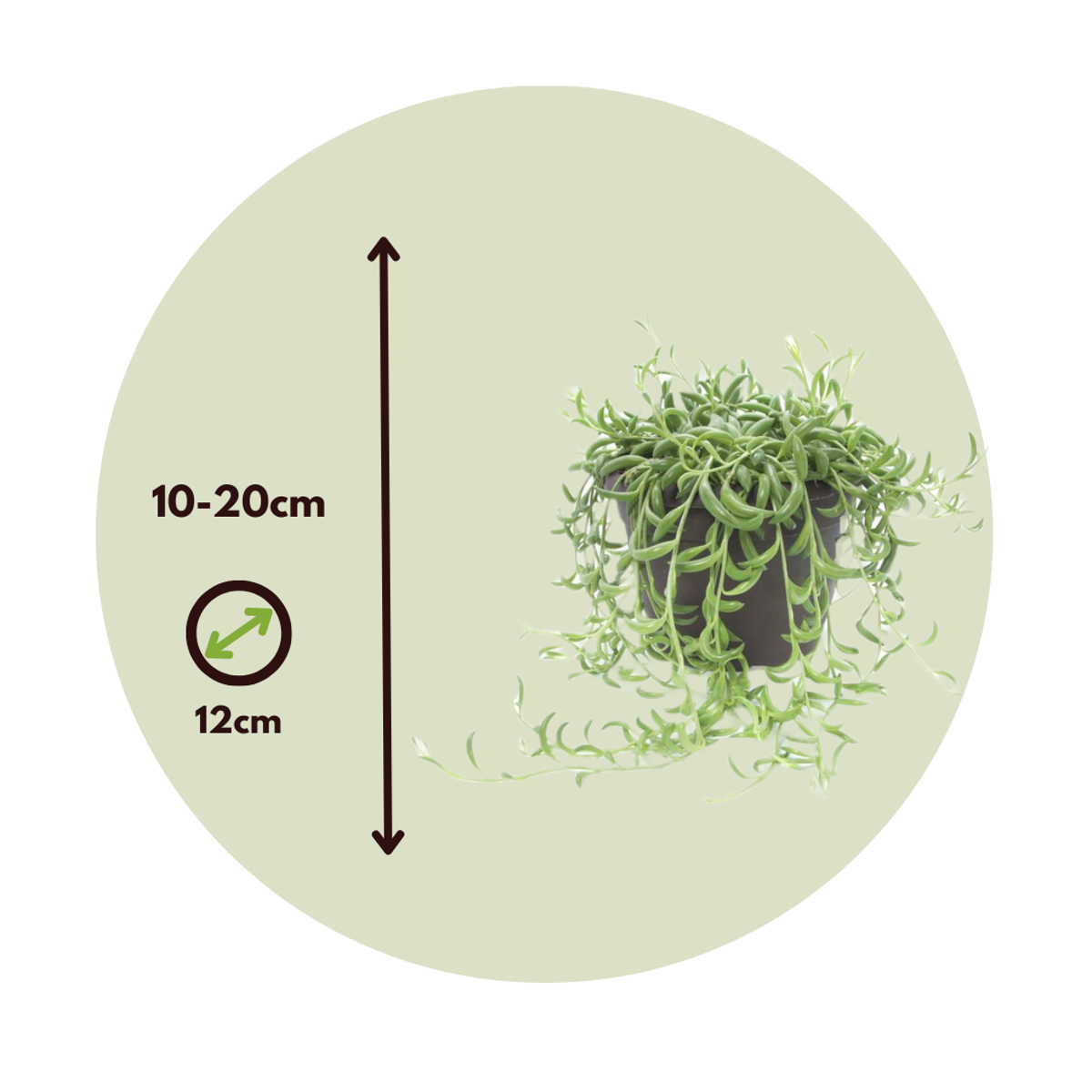 Senecio Radicans - Set van 2 - Bananenketting