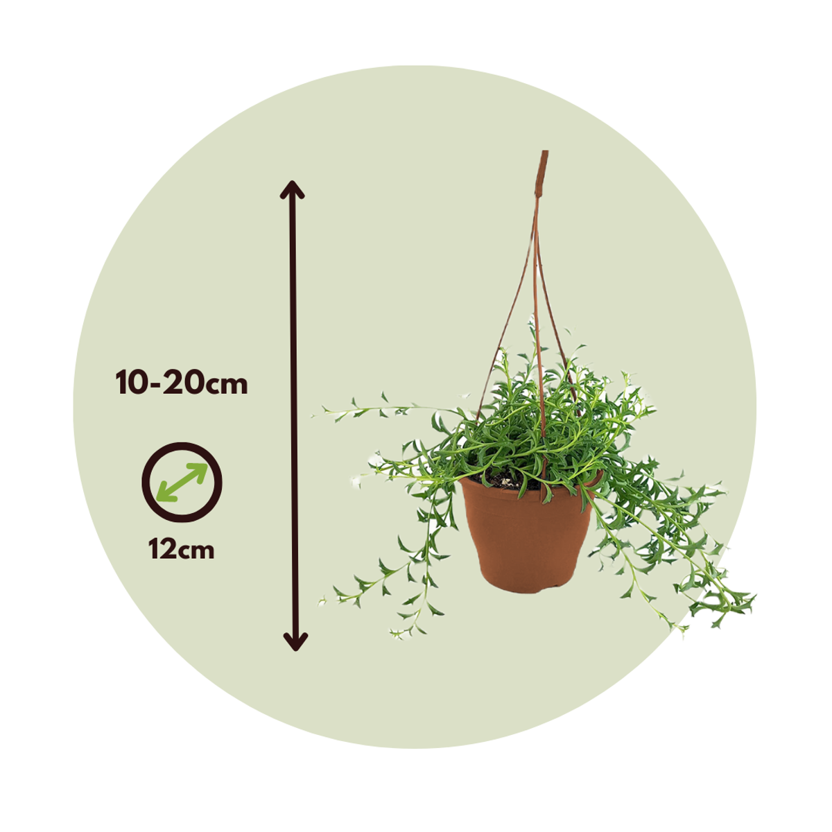 Senecio Peregrinus - Dolfijnenplant - Set van 2