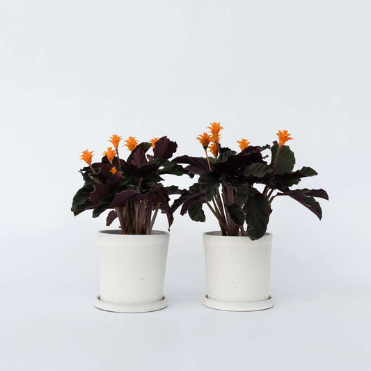 Calathea 'Crocata' - Set van 2