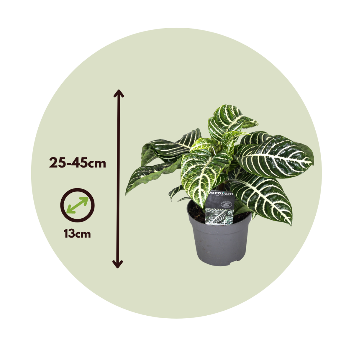 Aphelandra - Set van 4 - Zebraplant