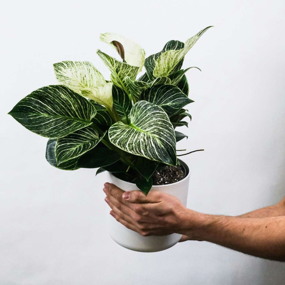 Aphelandra - Set van 4 - Zebraplant