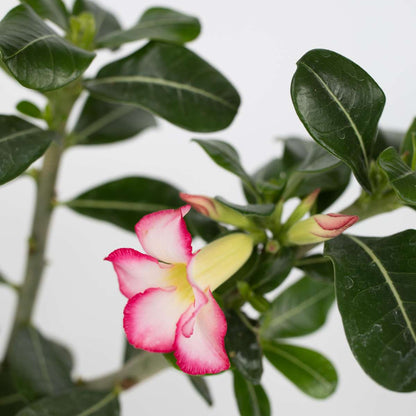 Adenium obesum - Roze - Woestijnroos