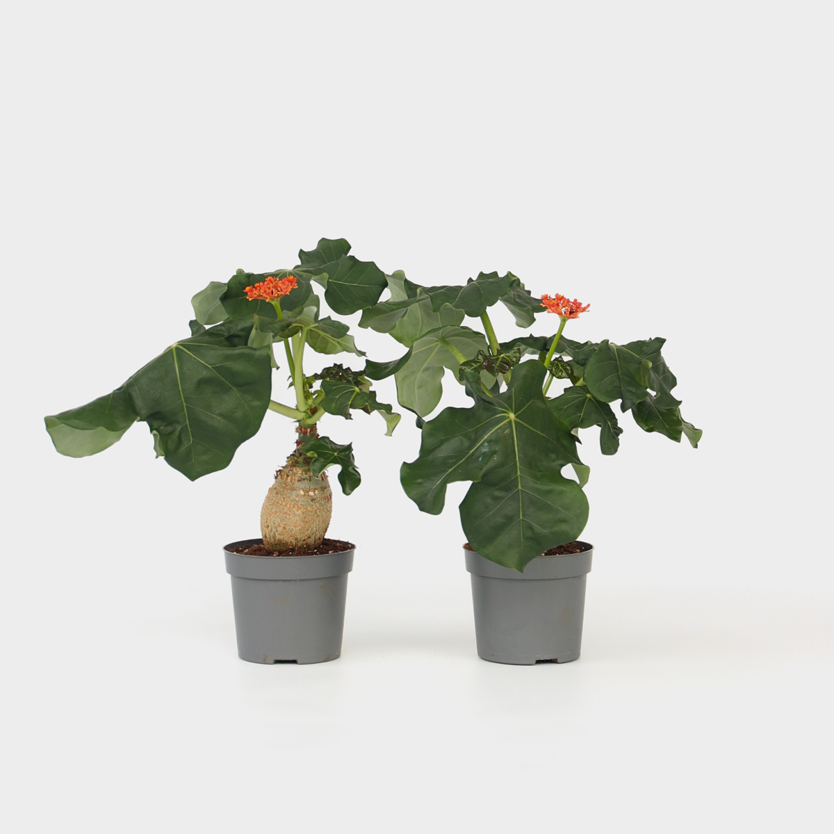 Jatropha Podagrica - Set van 2