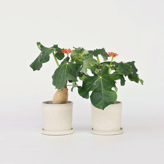 Jatropha Podagrica - Set van 2