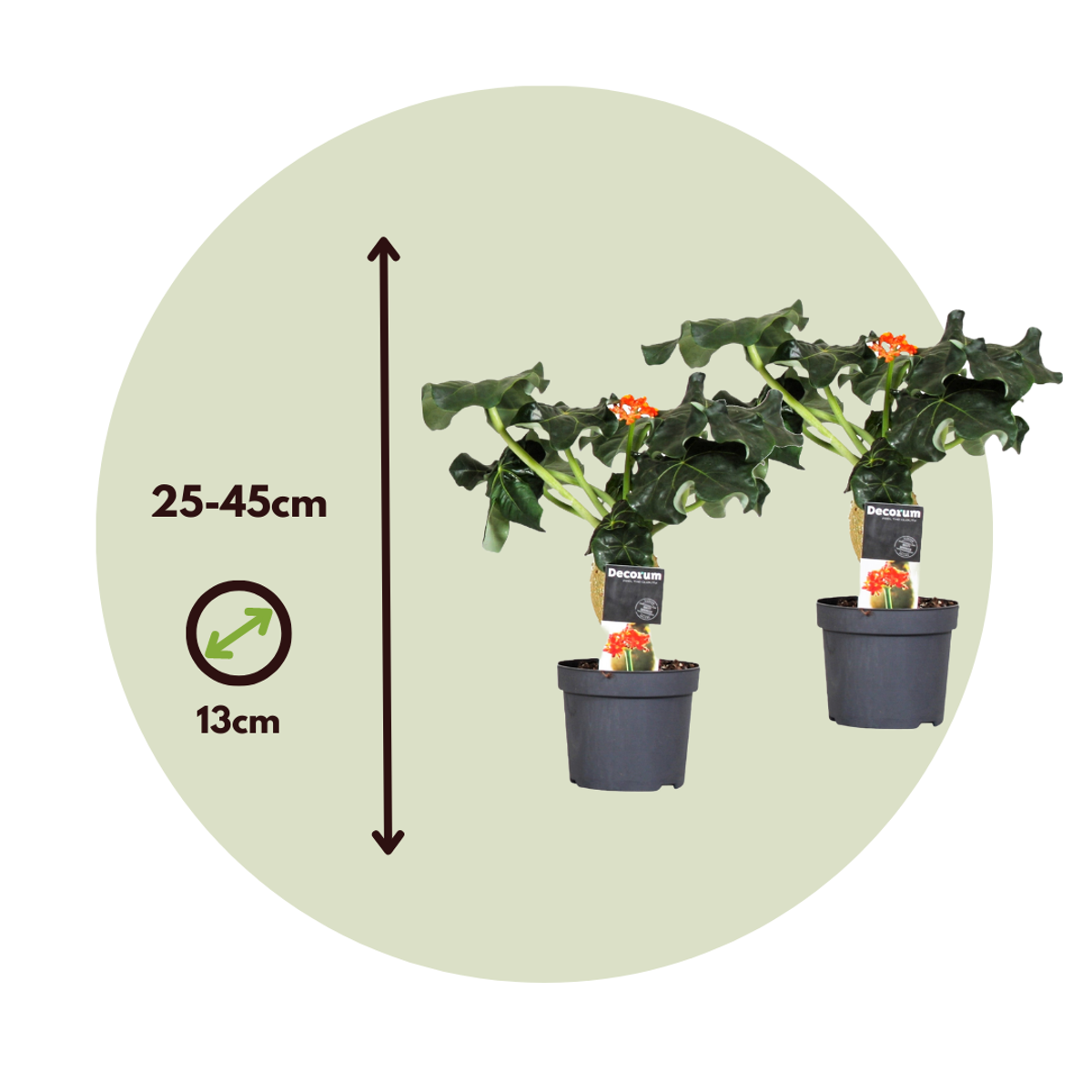 Jatropha Podagrica - Set van 2
