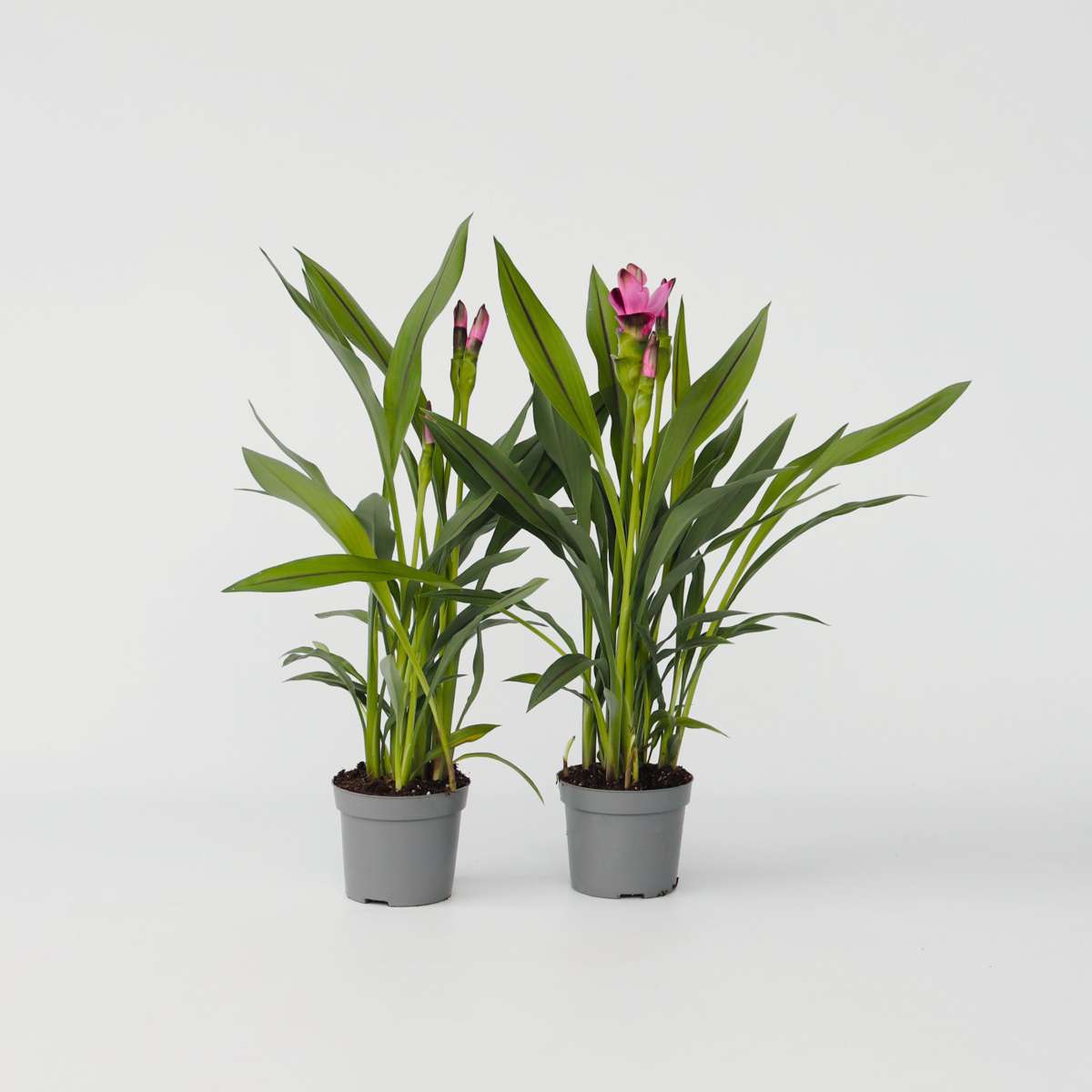 Curcuma 'Al Siam Supreme' - Set van 2
