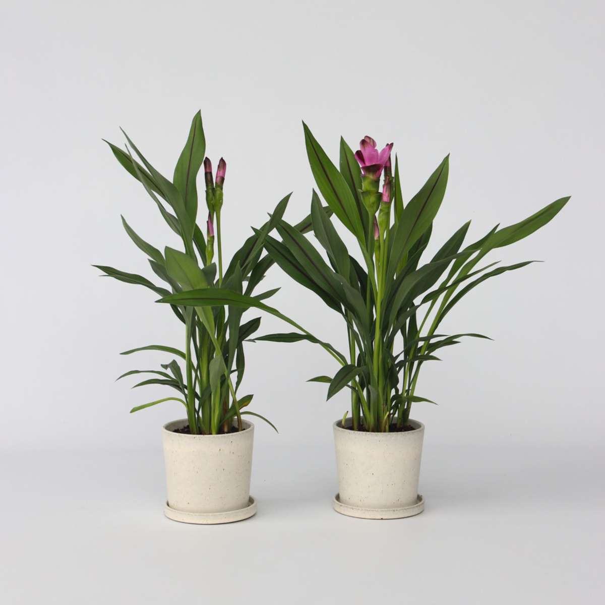 Curcuma 'Al Siam Supreme' - Set van 2