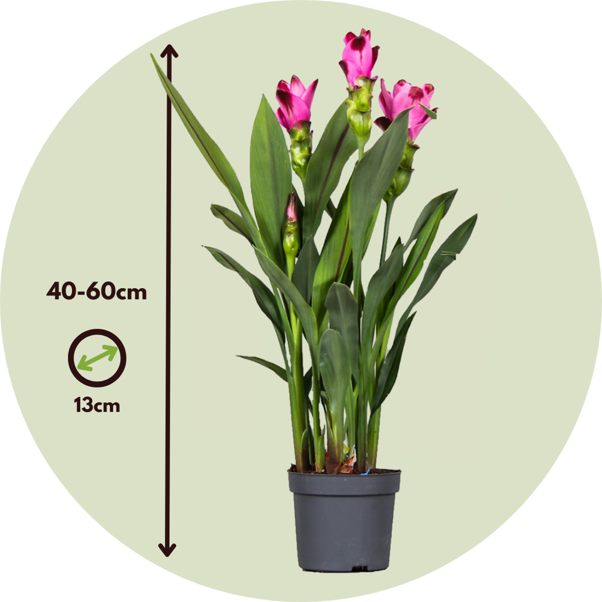 Curcuma 'Siam Splash' - Siamese tulp