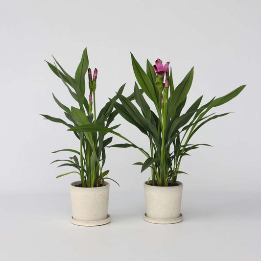 Curcuma 'Al Siam Supreme' - Set van 4