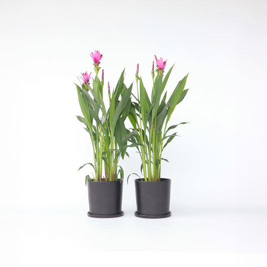 Curcuma Alismatifolia Siam 'Supreme' - Set van 2