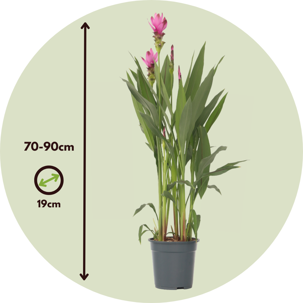 Curcuma Alismatifolia Siam 'Supreme' - Set van 2