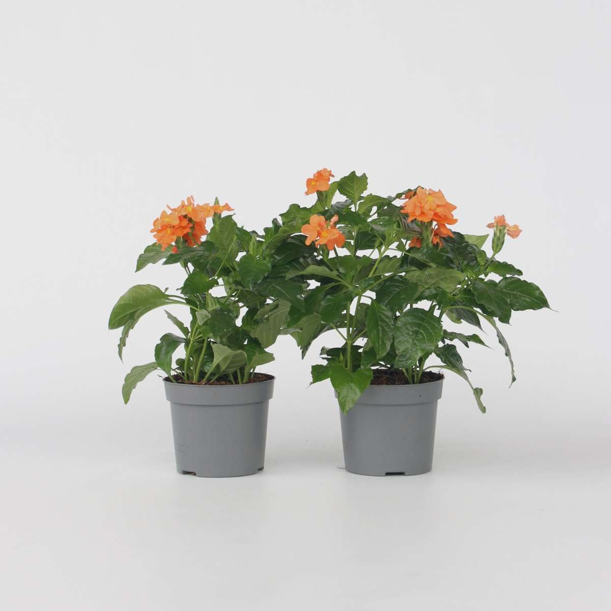 Crossandra 'Fortuna' - Set van 2