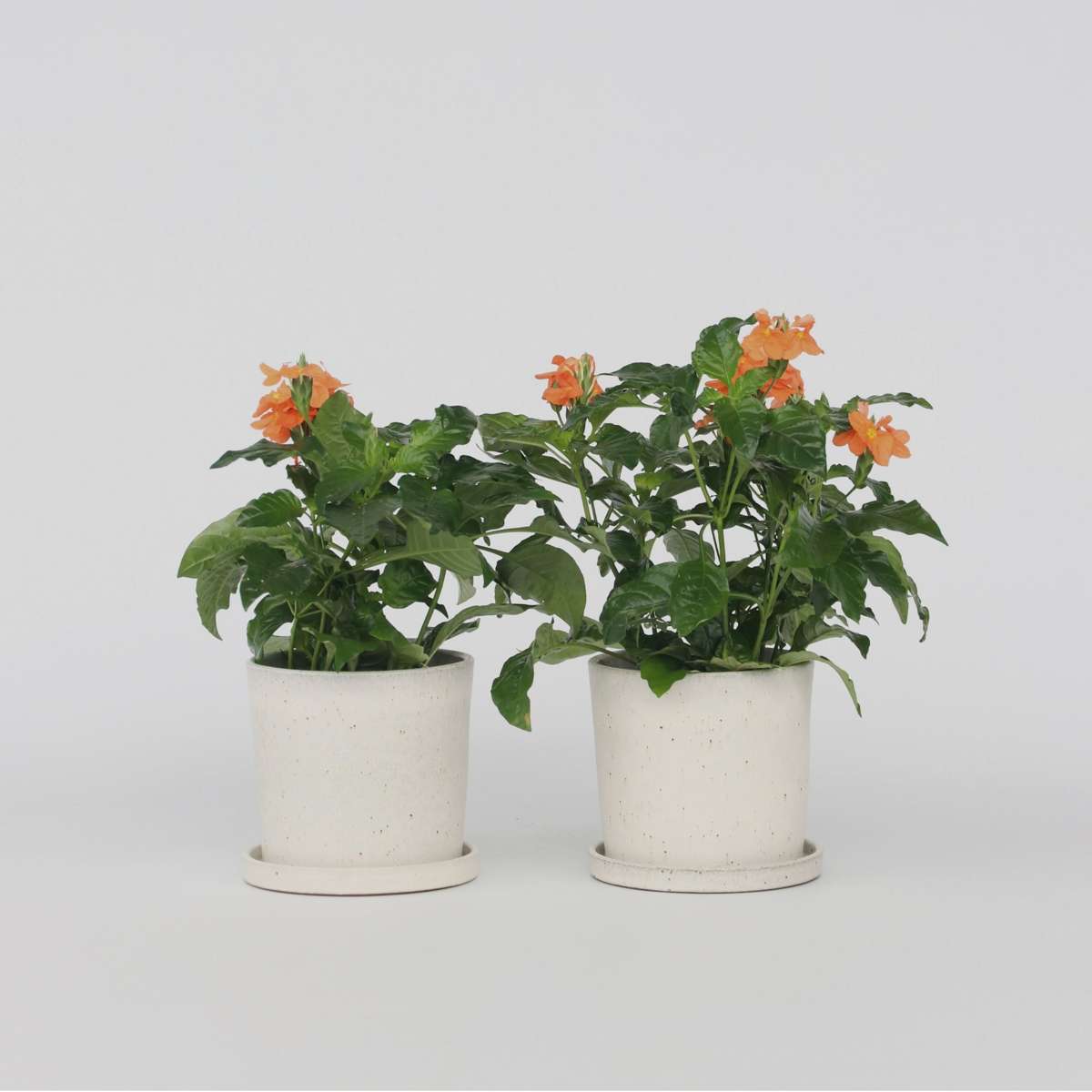 Crossandra 'Fortuna' - Set van 2