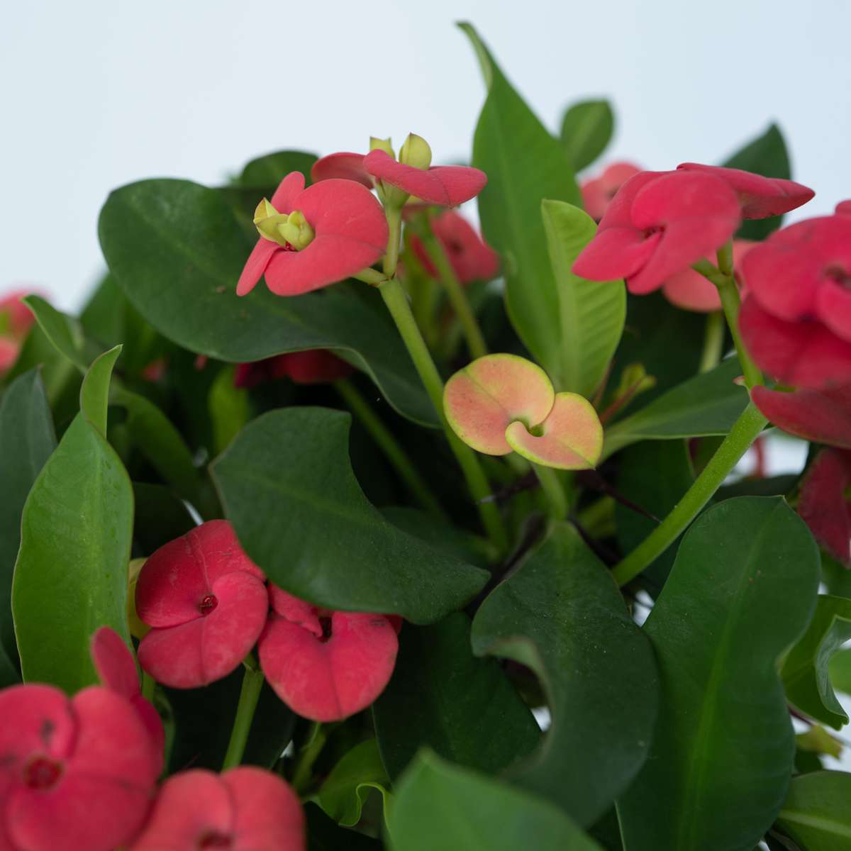 Euphorbia Milii - Christusdoorn