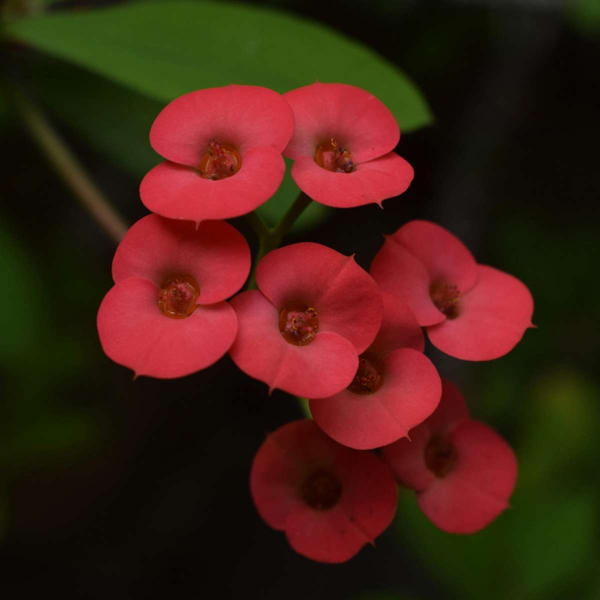 Euphorbia Milii - Set van 2 - Christusdoorn