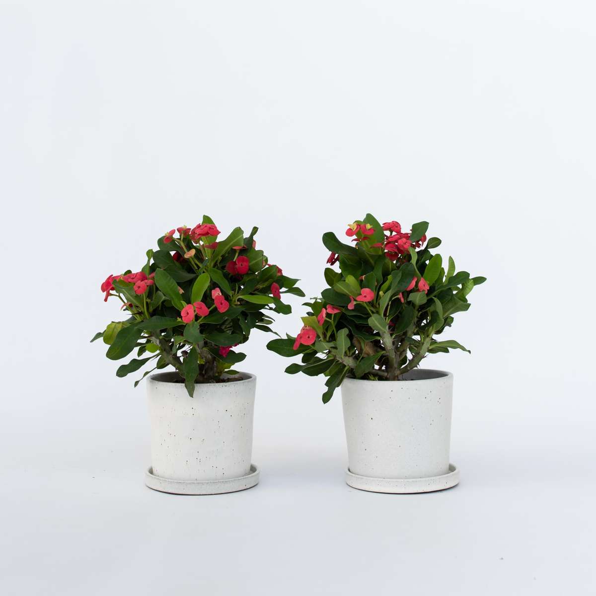 Euphorbia Milii - Set van 2 - Christusdoorn