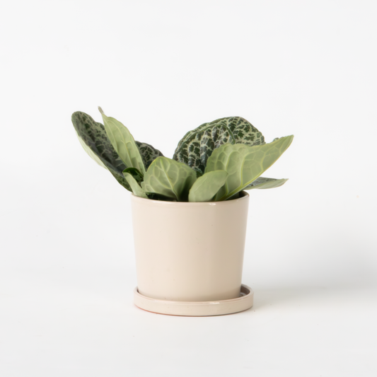 Streptocarpus 'Pretty Turtle' - Spiraalvrucht