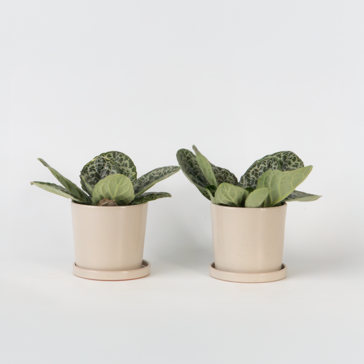 Streptocarpus 'Pretty Turtle' - 2 Stuks - Spiraalvrucht