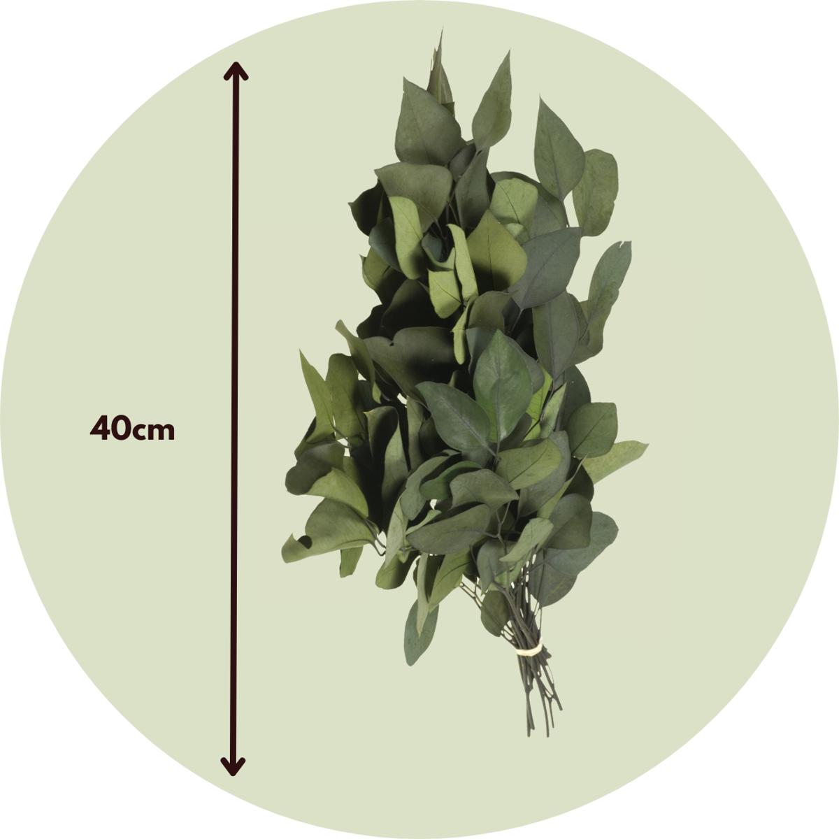 Eucalyptus stuartiana