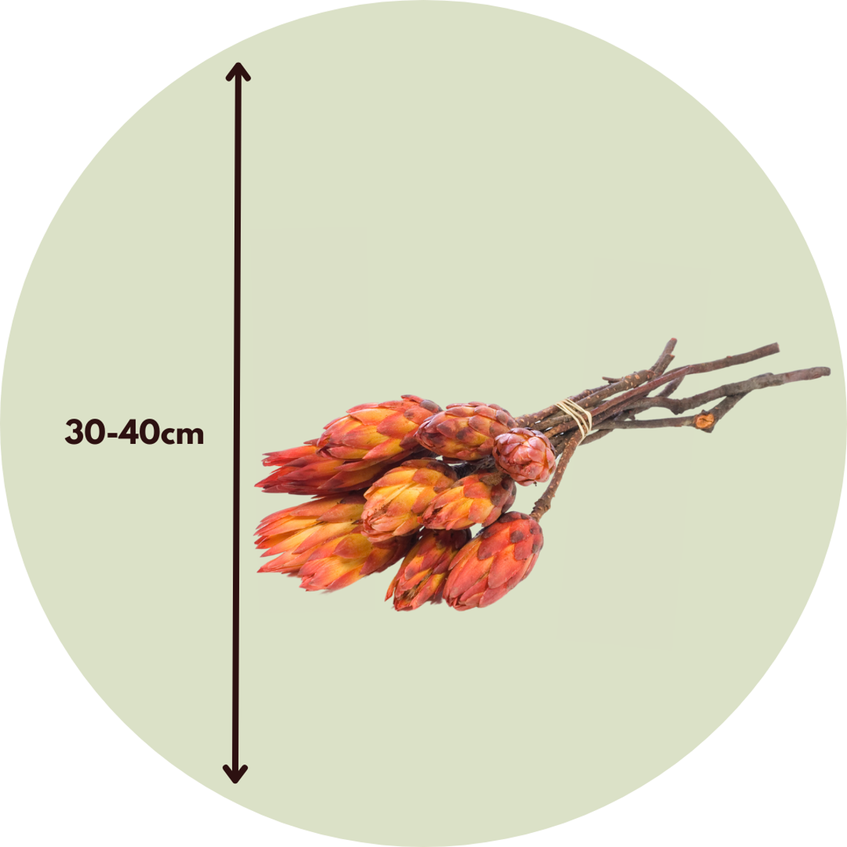 Boeket 'Protea Pendula Red' - 5 stuks - Droogbloemen