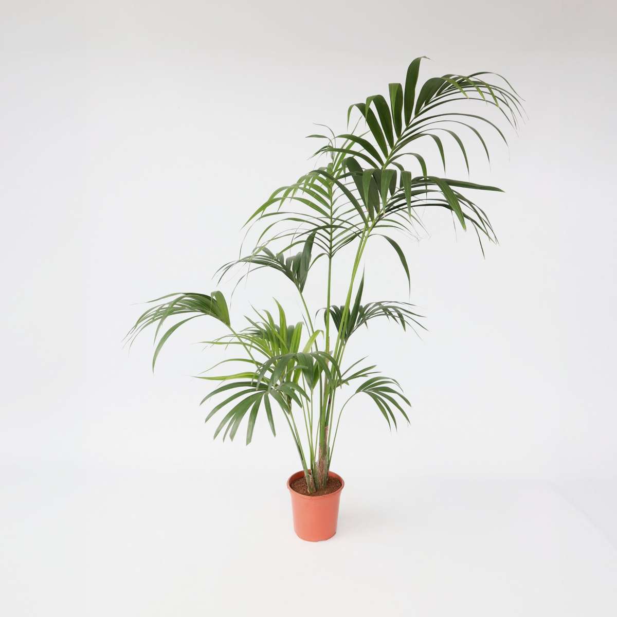 Howea Forsteriana - Kentiapalm