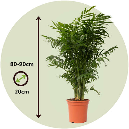 Chamaedorea elegans - Set van 2 - Mexicaanse palmen