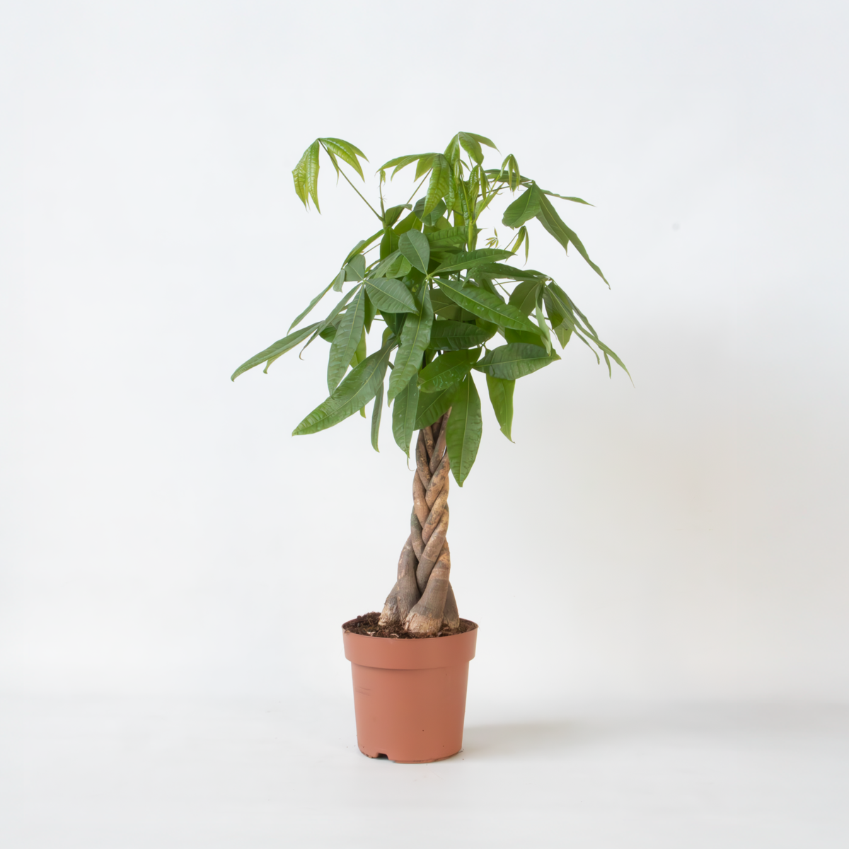 Pachira aquatica 'Geldboom'