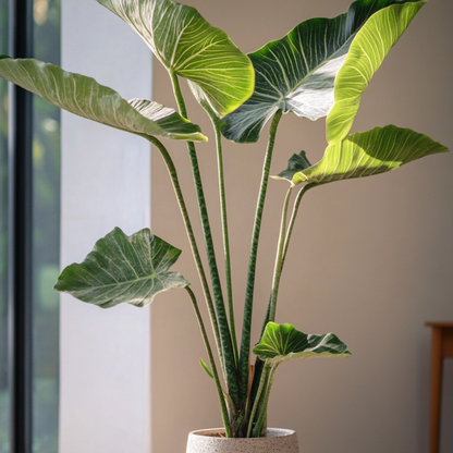 Alocasia 'Zebrina'  - Olifantsoor